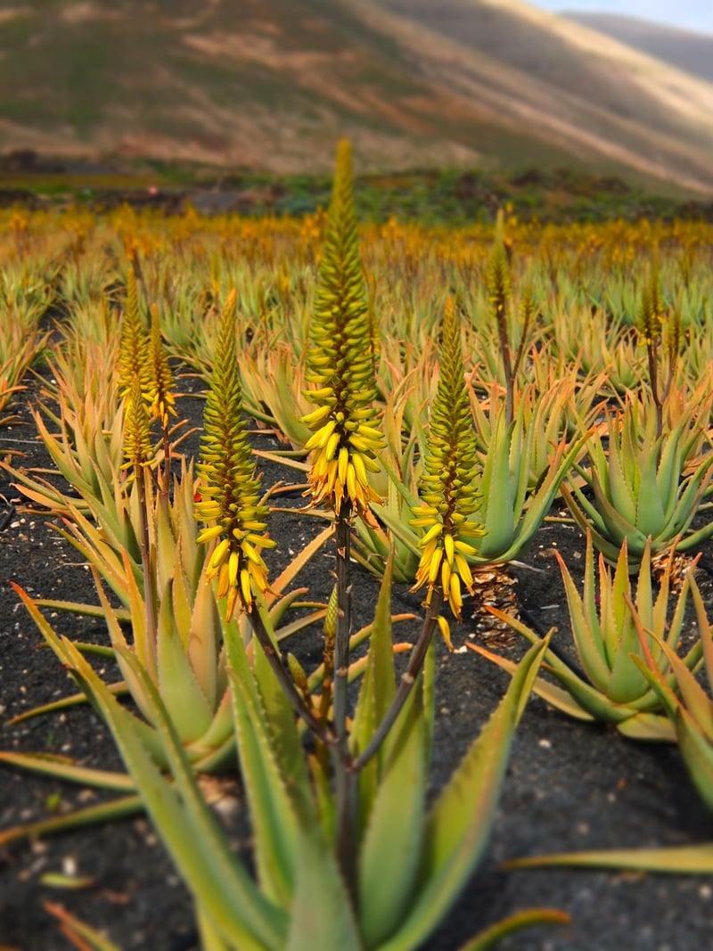 Aloe Vera Plant