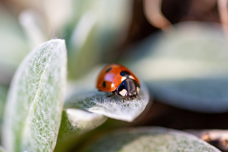 Garden Pests