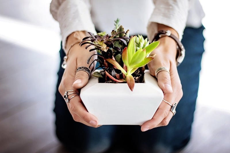 Potted plants